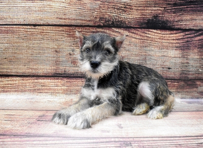 Mini Schnauzer-DOG-Male-Black and Silver-6573-Petland Monroeville, PA