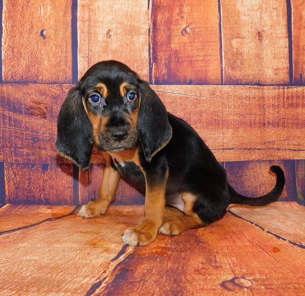 Bloodhound-DOG-Female-Black / Tan-6574-Petland Monroeville, PA