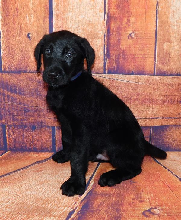 Airedale-Poo-DOG-Male-Black-6575-Petland Monroeville, PA