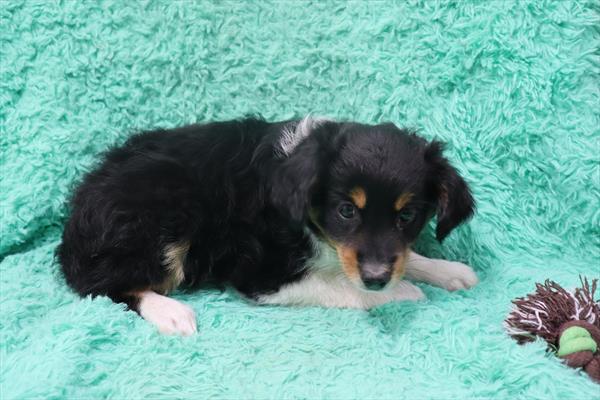 Australian Shepherd-DOG-Male-Black White / Tan-6576-Petland Monroeville, PA