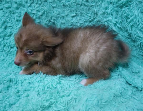 Aussiemo-DOG-Male-Red Chocolate-6577-Petland Monroeville, PA