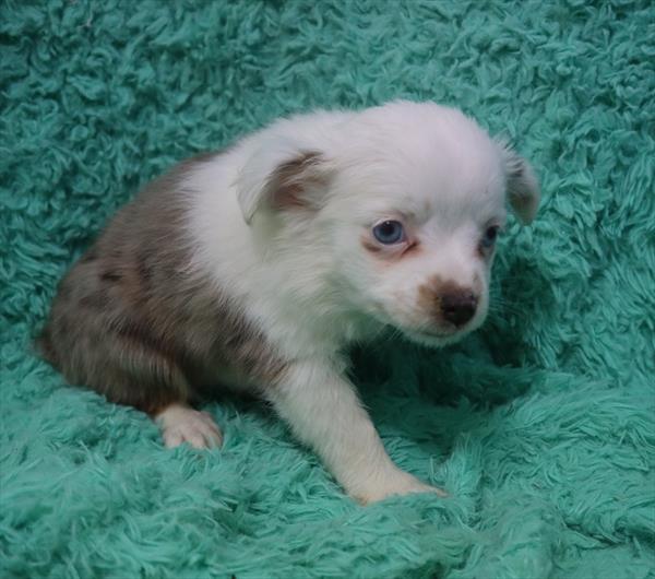 Toy Australian Shepherd-DOG-Female-Red Merle-6578-Petland Monroeville, PA