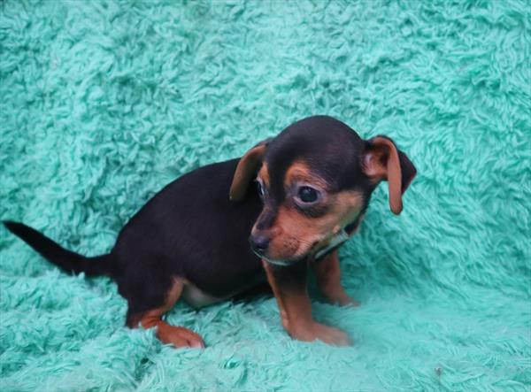 Cheagle-DOG-Female-Black / Tan-6579-Petland Monroeville, PA