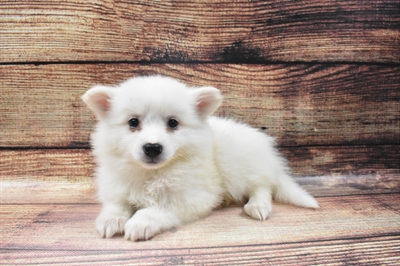 American Eskimo-DOG-Female-White-6594-Petland Monroeville, PA
