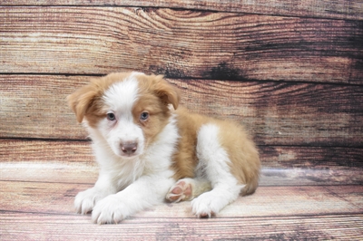 Auggie-DOG-Male-Merle-6595-Petland Monroeville, PA