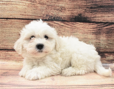 Teddy Bear-DOG-Male-White-6596-Petland Monroeville, PA