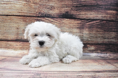 Teddy Bear-DOG-Female-White-6597-Petland Monroeville, PA