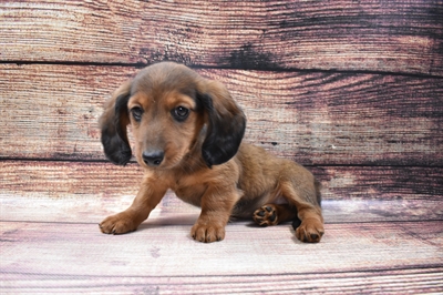 Dachshund-DOG-Female-Red-6598-Petland Monroeville, PA