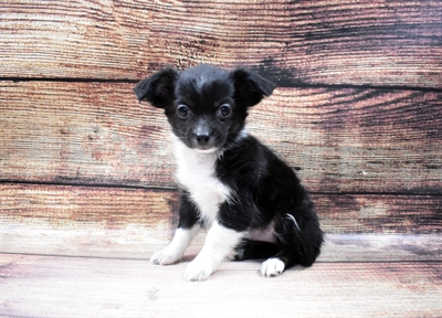 Chihuahua-DOG-Female-Black and White-6611-Petland Monroeville, PA
