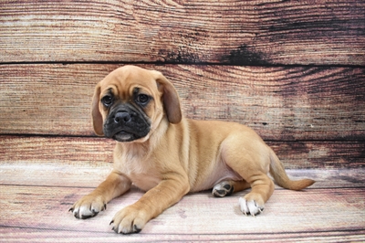 Puggle-DOG-Female-Fawn-6613-Petland Monroeville, PA
