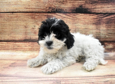 Teddy Bear-DOG-Female-Black and White-6614-Petland Monroeville, PA