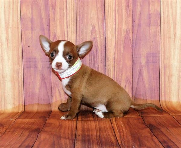 Chihuahua-DOG-Female-Chocolate-6615-Petland Monroeville, PA
