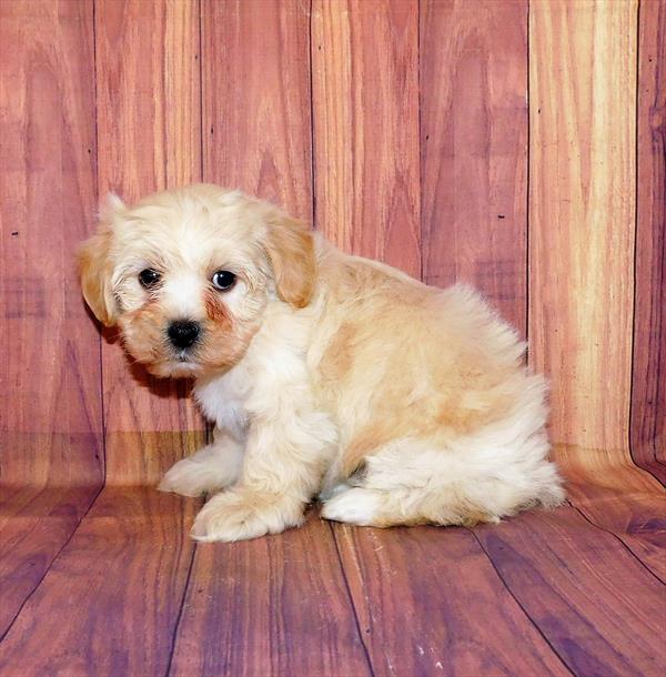 Lhasa-Poo-DOG-Male-Cream-6616-Petland Monroeville, PA