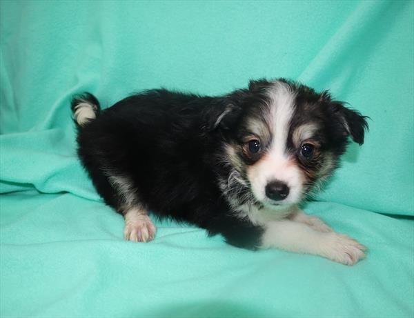 Aussiemo-DOG-Female-Black White / Tan-6617-Petland Monroeville, PA