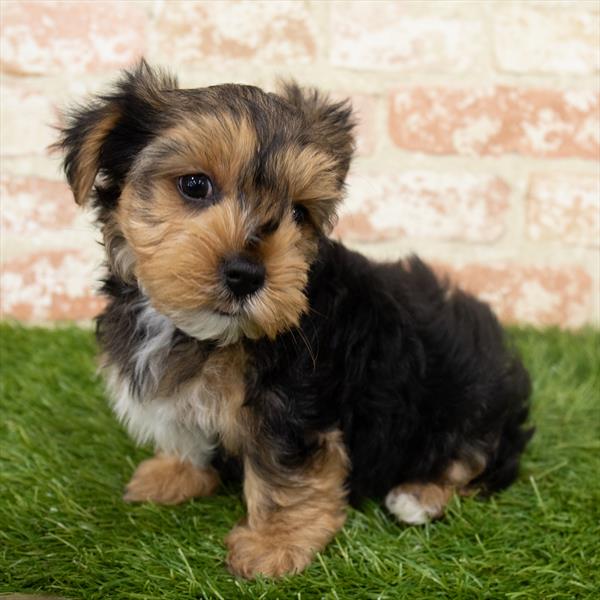 Yorkie-DOG-Male-Black / Tan-6628-Petland Monroeville, PA