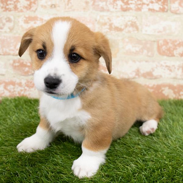 Pembroke Welsh Corgi-DOG-Male-Red / White-6629-Petland Monroeville, PA