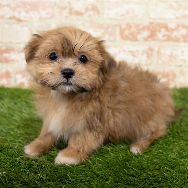 Shorkie-DOG-Male-Gold-6630-Petland Monroeville, PA