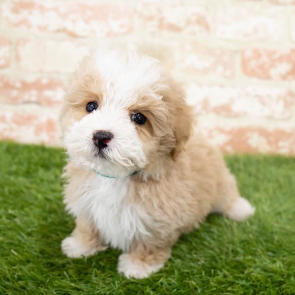 Bichon- Poo-DOG-Male-Apricot-6631-Petland Monroeville, PA