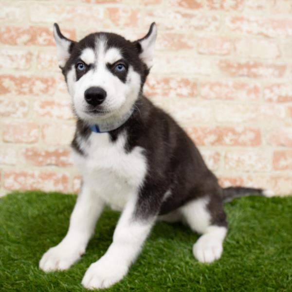 Siberian Husky-DOG-Male-Black / White-6632-Petland Monroeville, PA