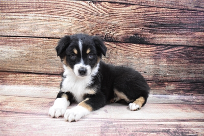 Australian Shepherd-DOG-Female-Black and White-6641-Petland Monroeville, PA