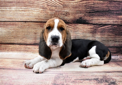 Basset Hound-DOG-Female-Black Brown and White-6642-Petland Monroeville, PA