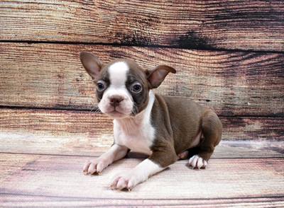 Boston Terrier-DOG-Female-Seal and White-6645-Petland Monroeville, PA