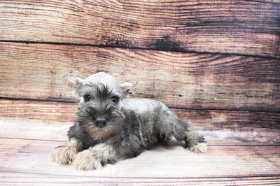 Mini Schnauzer-DOG-Female-Salt and Pepper-6644-Petland Monroeville, PA