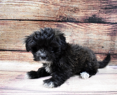 Shih Tzu-DOG-Female-Brindle-6646-Petland Monroeville, PA