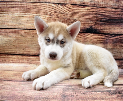 Siberian Husky-DOG-Female-Copper and White-6648-Petland Monroeville, PA