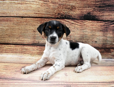 Jack Russell Terrier-DOG-Male-White Black and Tan-6650-Petland Monroeville, PA