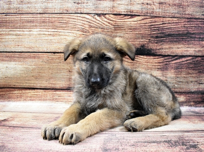 German Shepherd-DOG-Male-Sable-6652-Petland Monroeville, PA