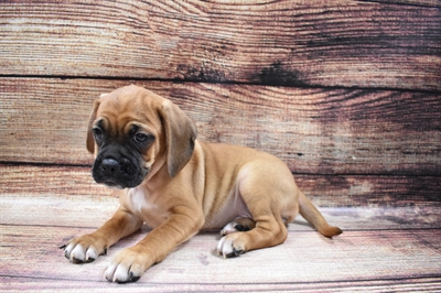 Puggle-DOG-Female-Fawn-6654-Petland Monroeville, PA