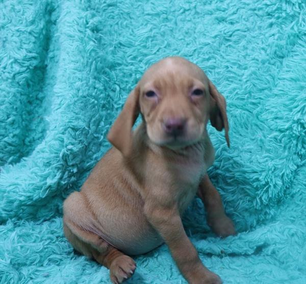 Vizsla-DOG-Male-Red-6661-Petland Monroeville, PA