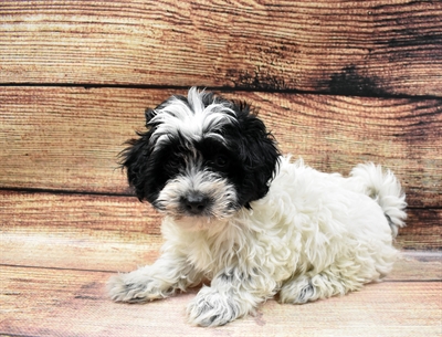 Coton De Tulear-DOG-Female-Black-6669-Petland Monroeville, PA