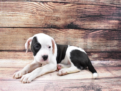 American Bulldog-DOG-Female-White-6670-Petland Monroeville, PA