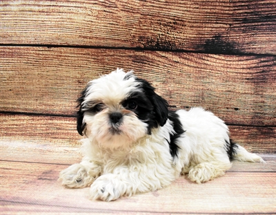 Shih Tzu-DOG-Male-Black and White-6671-Petland Monroeville, PA