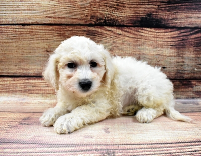 Bichon-DOG-Male-White-6672-Petland Monroeville, PA