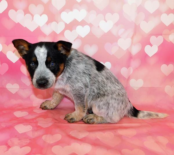 Heeler-DOG-Male-Blue Merle-6673-Petland Monroeville, PA