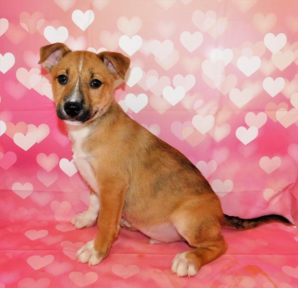 Collie-Husky-DOG-Male-Sable / White-6675-Petland Monroeville, PA