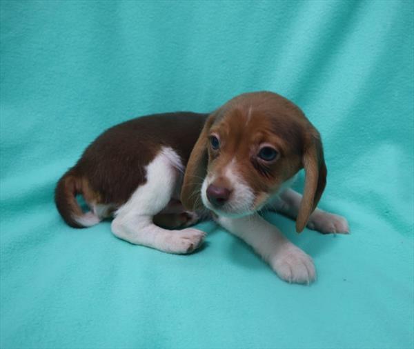 Beagle-DOG-Male-Chocolate White Tan-6676-Petland Monroeville, PA