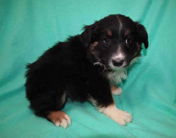 Miniature Australian Shepherd-DOG-Female-Black White / Tan-6677-Petland Monroeville, PA