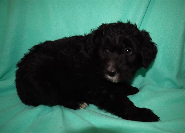 Aussiedoodle-DOG-Female-Black-6678-Petland Monroeville, PA