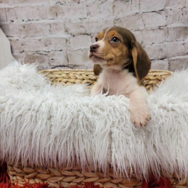 Beagle-DOG-Male-Chocolate White Tan-6684-Petland Monroeville, PA