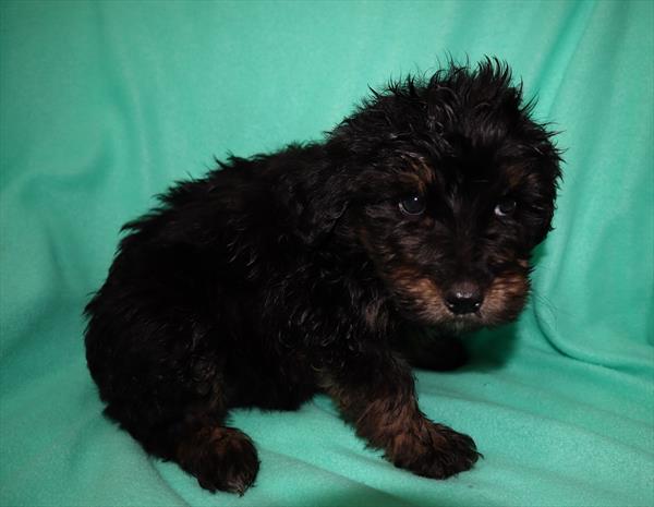 Aussiedoodle-DOG-Male-Black / Tan-6689-Petland Monroeville, PA