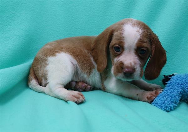 Beagle-DOG-Male-Red / White-6690-Petland Monroeville, PA