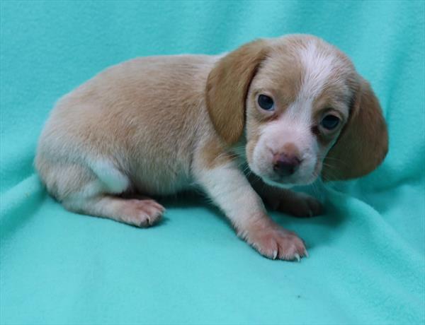 Beagle-DOG-Female-Lemon / White-6691-Petland Monroeville, PA