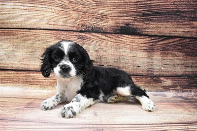 Cockalier-DOG-Female-Black and White-6710-Petland Monroeville, PA