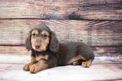 Dachshund-DOG-Male-Chocolate and Tan-6711-Petland Monroeville, PA