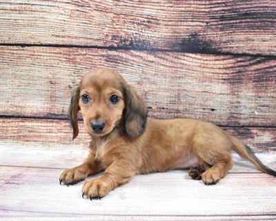 Dachshund-DOG-Female-Red-6712-Petland Monroeville, PA