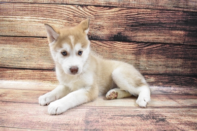 Alusky-DOG-Female-Red and White-6713-Petland Monroeville, PA